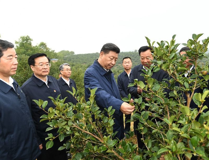 　　9月16日至18日，中共中央總書(shū)記、國(guó)家主席、中央軍委主席習(xí)近平在河南考察。這是17日上午，習(xí)近平來(lái)到信陽(yáng)市光山縣槐店鄉(xiāng)司馬光油茶園，實(shí)地察看油茶樹(shù)種植和掛果情況。新華社記者 謝環(huán)馳 攝